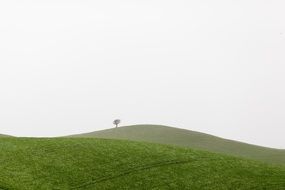 tree on top of a green hill