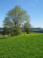 green meadow among beautiful nature in poland