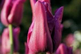 dark purple tulips with water drops