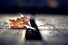 dry autumn leaf is a sign of autumn