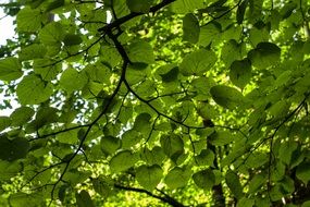 green leaves of a tree under the rays of the sun