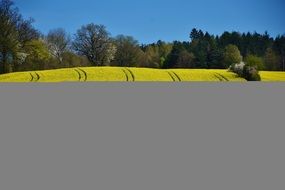 Oilseed Rape Landscape Meadow N2