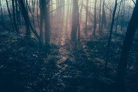 Dark Forest Rays