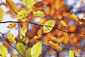 golden yellow autumn foliage close-up on blurred background