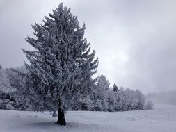 snowy spruce on meadow at winter