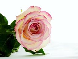 delicate rose blossom on a white background