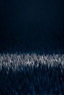 Frosty Forest at dusk, Winter Landscape