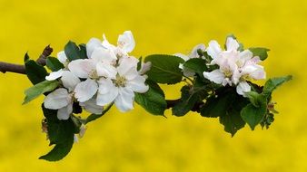 white Bloom Apple Blossom on branch