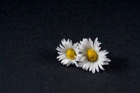 white daisies on a black surface