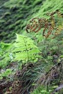 fern among green grass in the forest