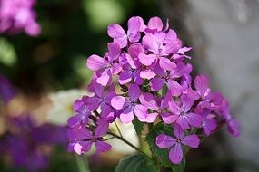 Purple geranium flowers in the garden