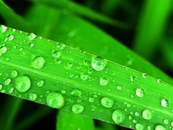 Water Drops Leaf Grass Green macro recording