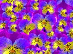 colorful Pansy flowers, background