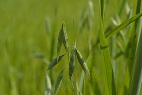 Macro photo of the green grass in spring