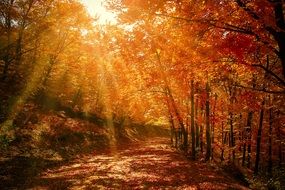Forest Red Autumn