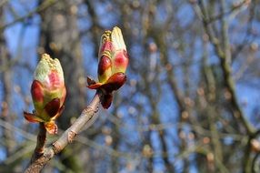 Red flower buds on Branches at Spring forest