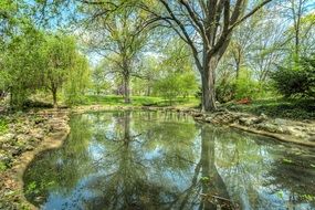 beautiful calm forest pond