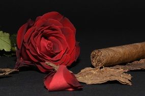 cutted Red Rose Cigar