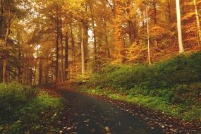 Beautiful walk Path in the colorful Autumn forest at colorful sunset