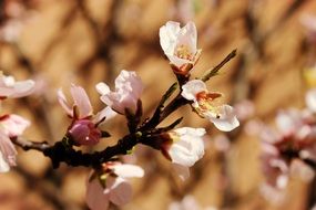 romantic flowering tree in the spring garden