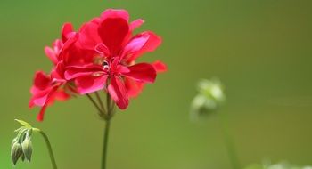 fascinating Geranium Flower