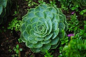 fleshy big plant in the garden