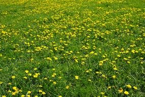 landscape of yellow dandelions in a spring field