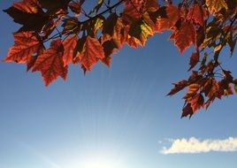 red Autumn Leaves at sky