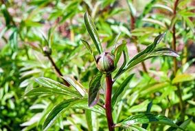 Peony Buds at sunny weather