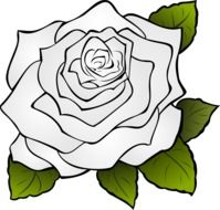 Clip art of white Rosa Flower