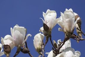 Magnolia bush