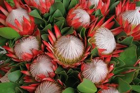 protea flowers with green leaves