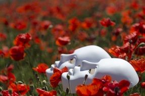 two white masks on red poppies