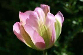 tulip petals smell