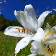 Beautiful white, yellow and orange lily on a background of green meadow