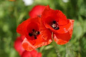 red poppies on the flowerbed close up