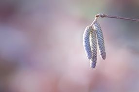 Common Hazel catkins on twig, macro, blurred background