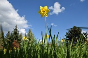 yellow daffodil on a high stalk on a sunny day