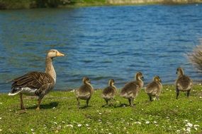 goose with cute goslings