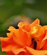 bee on the orange rose blossom