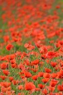 poppy flowers field close-up on blurred background