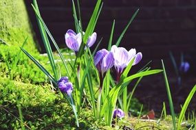 blue crocuses on green moss in the bright sun