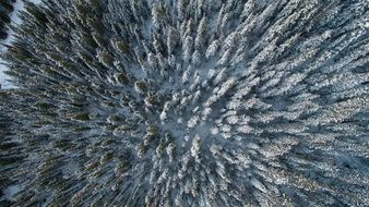 frozen Trees in Forest Aerial View