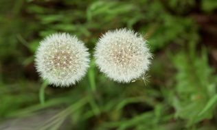 two fluffy dandelions