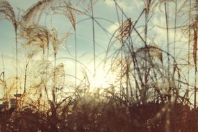 field Landscape Sunset view