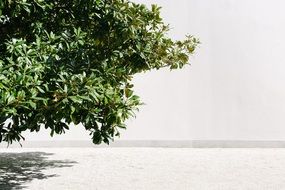 green tree in a white landscape