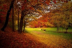 green forest glade near autumn trees