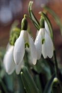 snowdrops like white spring flowers