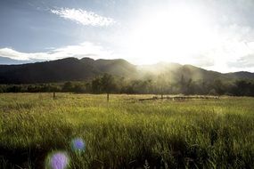 sun glare over the green field