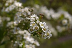 Close-up of the beautiful, white and yellow flowers on the branches